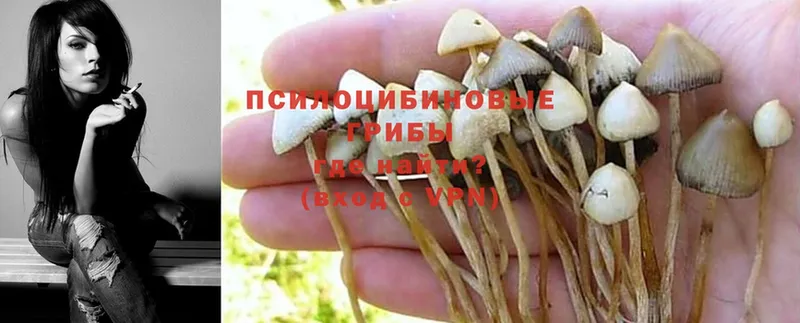 гидра   купить наркоту  Далматово  Галлюциногенные грибы Cubensis 